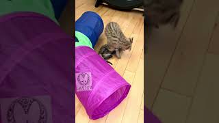 Serval kitten meets Savannah kittens by Lavish Savannah’s 142 views 2 years ago 2 minutes, 57 seconds