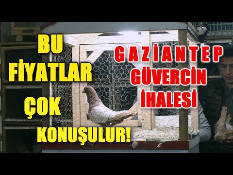 BU FİYATLAR ÇOK KONUŞULACAK: GAZİANTEP GÜVERCİN İHALESİ (2 PART)