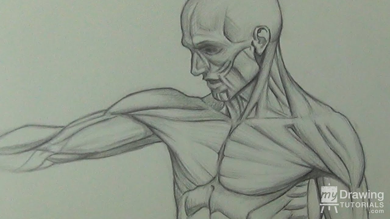 Human Anatomy Figure Drawing Torso Quick Sketch Youtube