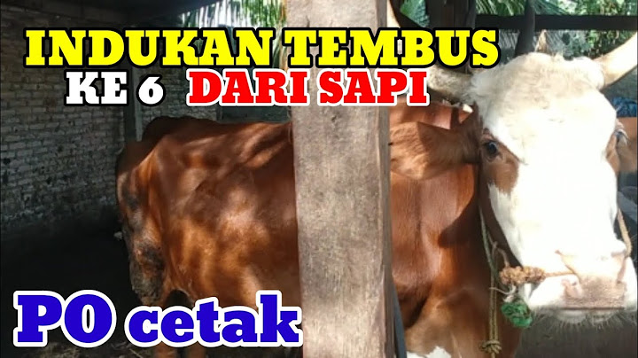 DERETAN SAPI PO CETAK SAPI SIMENTAL DARI TERSISA 12 EKOR PEDET SAPI SUDAH JADI INDUKAN#