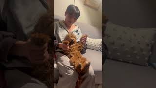 아기같은 강아지 베일리🐶 Bailey acting like a little baby 🐾
