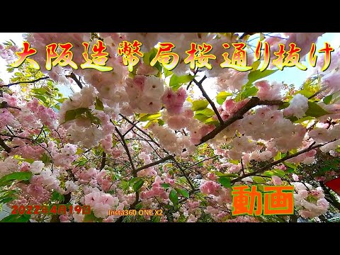 造幣局の桜通り抜け・A mint of Cherry blossoms passed through
