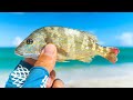 Fishing Off The Beach With One Of The BEST Baits LIVE Grunts Fishing Off The Beach With One Of The BEST Baits LIVE Grunts