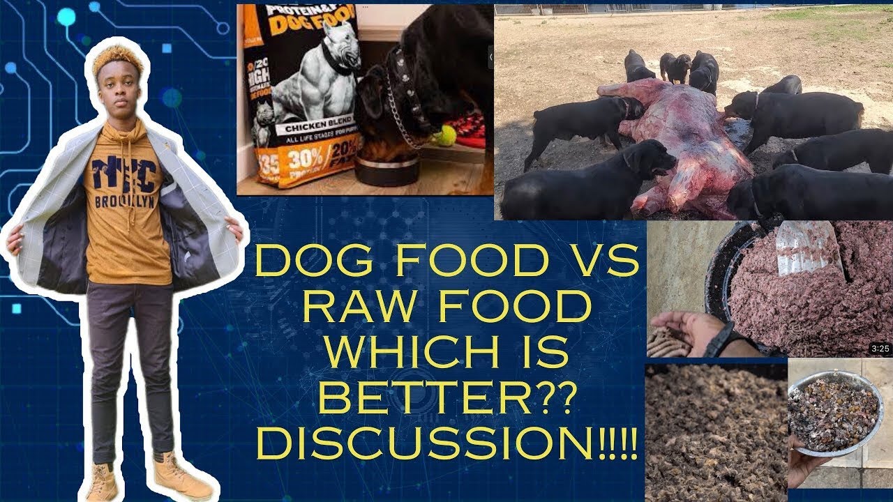 Dog Food vs Raw Food DISCUSSION‼️‼️‼️ THE FINAL AGREEMENT WILL SUPRISE YOU⁉️ 