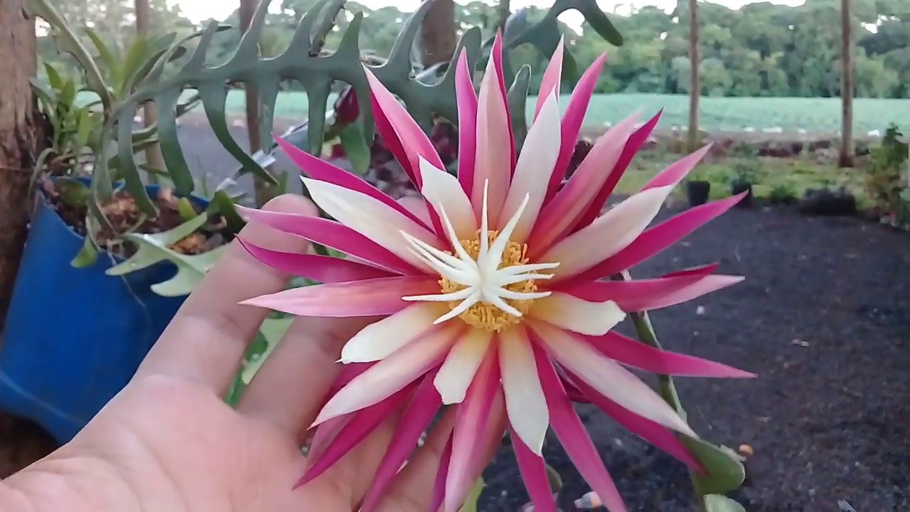 CactoSianinha .... Flor do cacto Sianinha 🌸⚘🌵 - thptnganamst.edu.vn