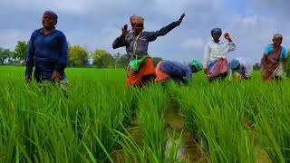 Pongal wishes - 2026