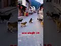 How is the monkey fighting? #shortvideo #comedyskits #funny