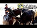 #ludan mandi ki last update#baffalo #22 April 26#punjabimundapunjabi1122 