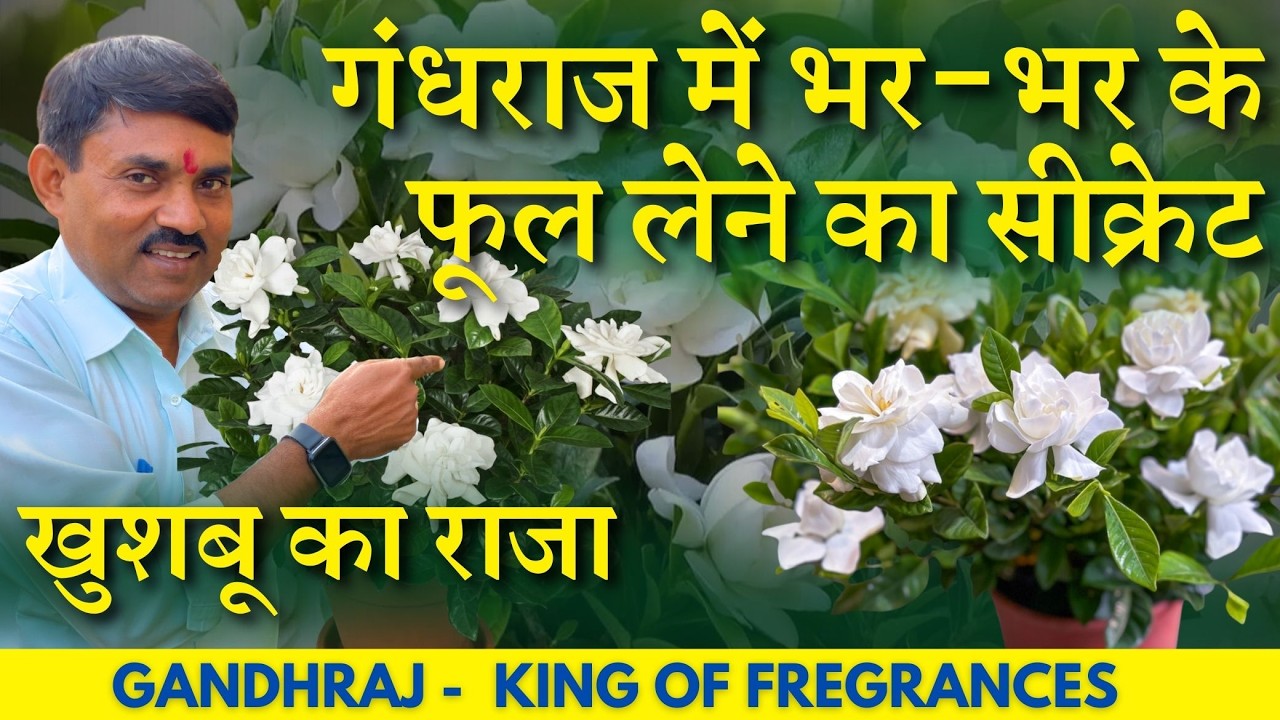 Секрет обильного цветения гандхараджа / гардении || Король ароматов - Уход за гарденией от А до Я 🌸