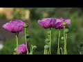 Poppy papaver somniferum