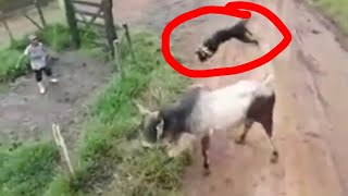 Dog fights can never win😂Funny And Cute  Puppies Compilation
