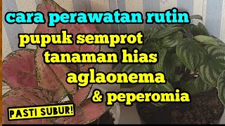 Cara Perawatan Rutin Pupuk Semprot Tanaman Hias Aglaonema&peperomia