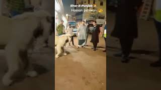 Hassan Pahelwan 🦁 Truckanwala 🚚 Net Worth