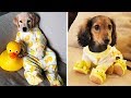 Cute puppies doing funny things 2020 25  cutest dogs  cutest puppies city