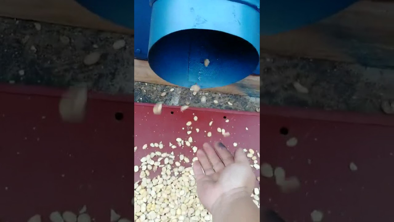 broad bean peeling machine, fava bean peeling machine