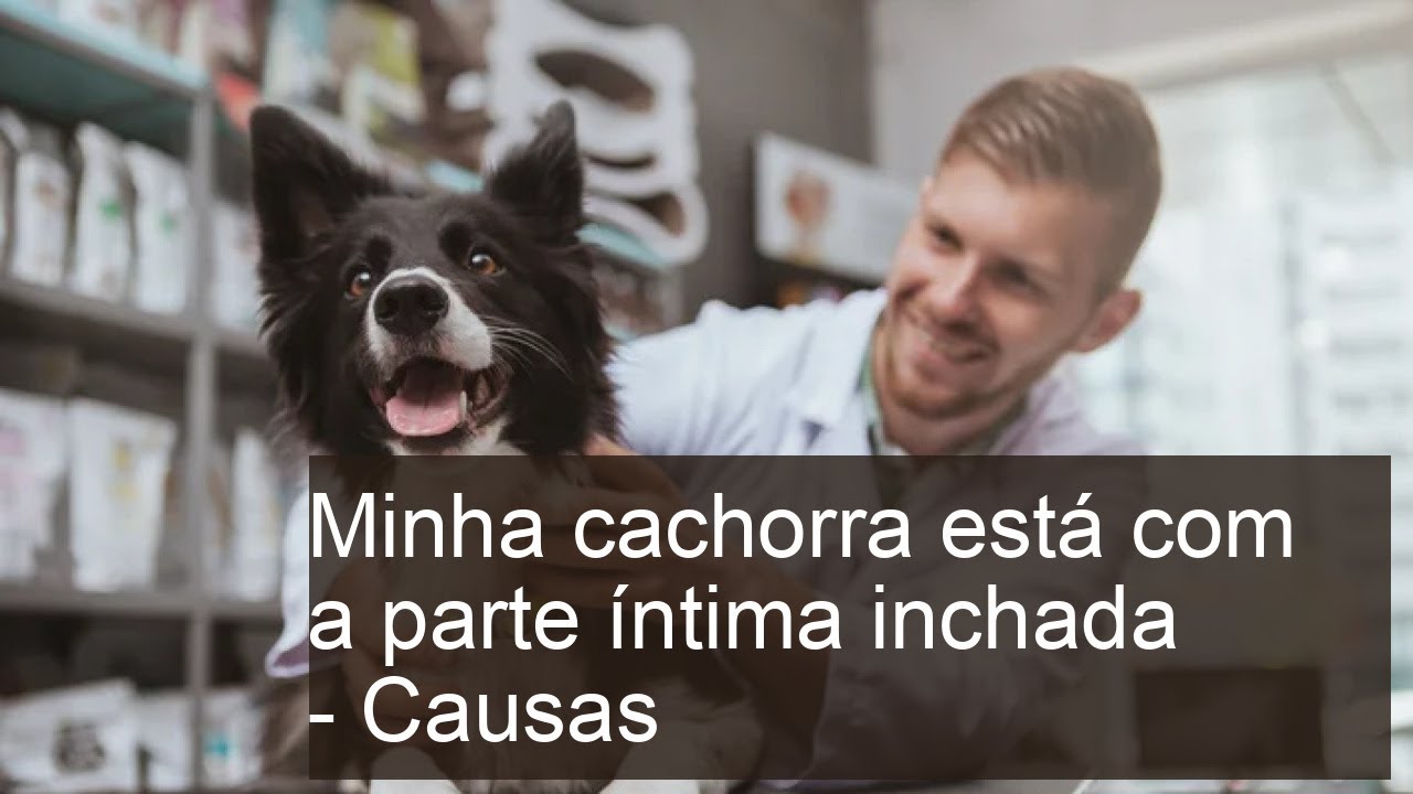 Minha cachorra está com a parte íntima inchada - Causas mais comuns ...