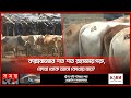            coxs bazar news  cow market  myanmar cow