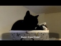 Erzieher gesucht: Katzenvideos?