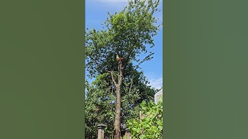 Master Arborist Expertly Removes Failed Cherry Tree 🌳 | Tree Care Pros