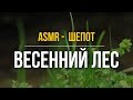 ASMR male whisper before bed – Spring Forest (Russian speech) #102