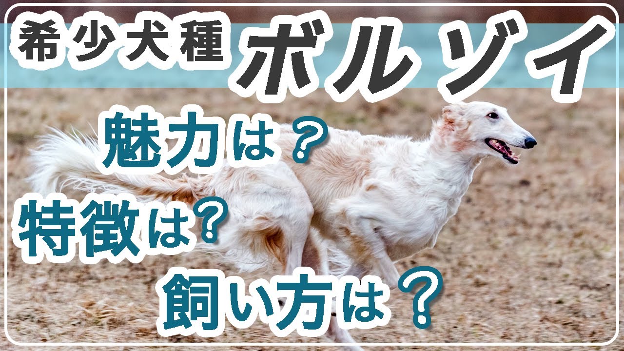 ボルゾイ 魅力 特徴】希少犬種ボルゾイの特徴・魅力は・・・ - YouTube
