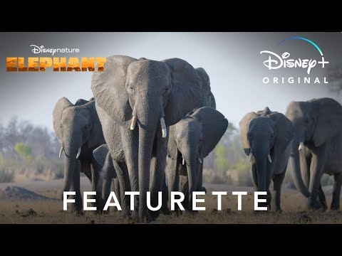 Disneynature's Elephant | Featurette | Disney+