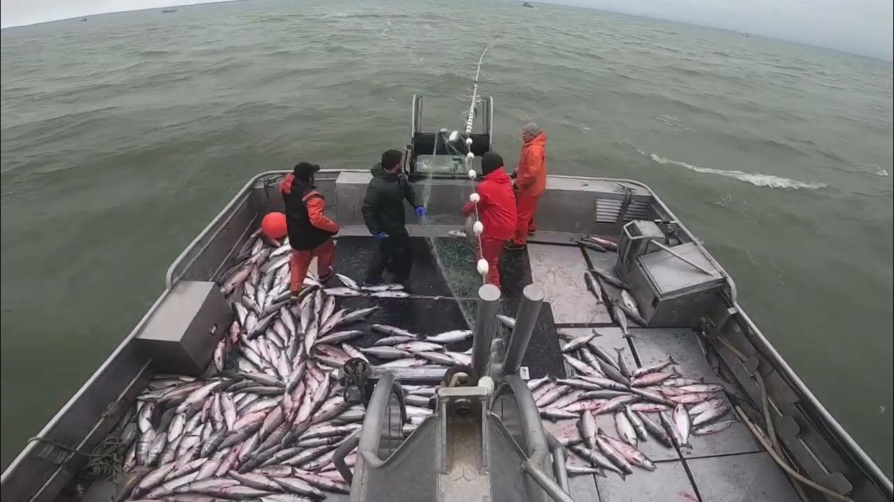 Gillnetting in Bristol Bay Alaska ʻ22 