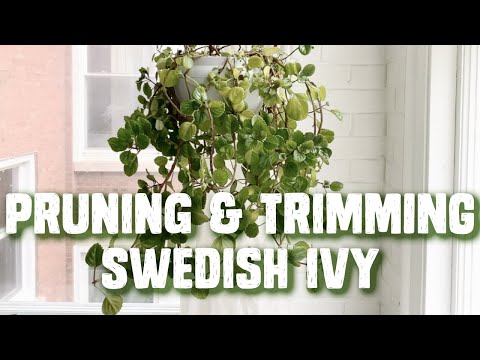 Trimming & Pruning Swedish Ivy - How To Care For Your Plant - Tutorial Video