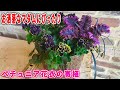 【 ペチュニアの寄せ植え 】ペチュニア花衣の寄せ植え　土谷ますみ監修