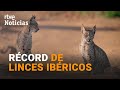 La población de LINCES IBÉRICOS supera el MILLAR de ejemplares por PRIMERA VEZ en 20 AÑOS | RTVE