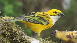 40 Colourful Birds from Costa Rica