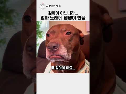 엄마의 노래에 댕댕이 반응, 참아야 하느리라 thumbnail