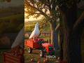 The big pigeon plants an apple tree and brings it in a tractor 😭 #ai #pigeon#apple#tree#crazy toy tv