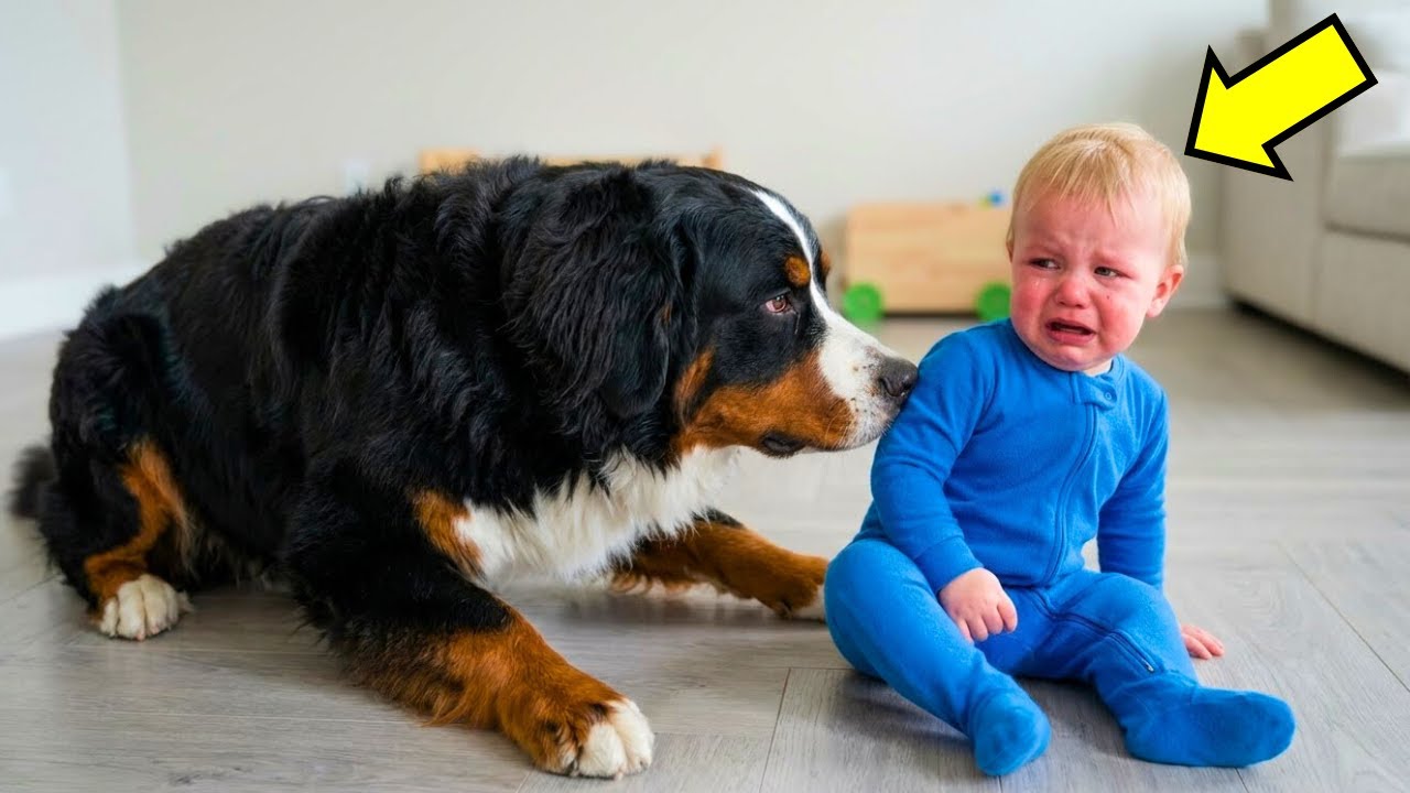 Riesenhund drückte Baby immer runter. Was sie um 2 Uhr nachts fanden, brachte Eltern zum WEINEN!!