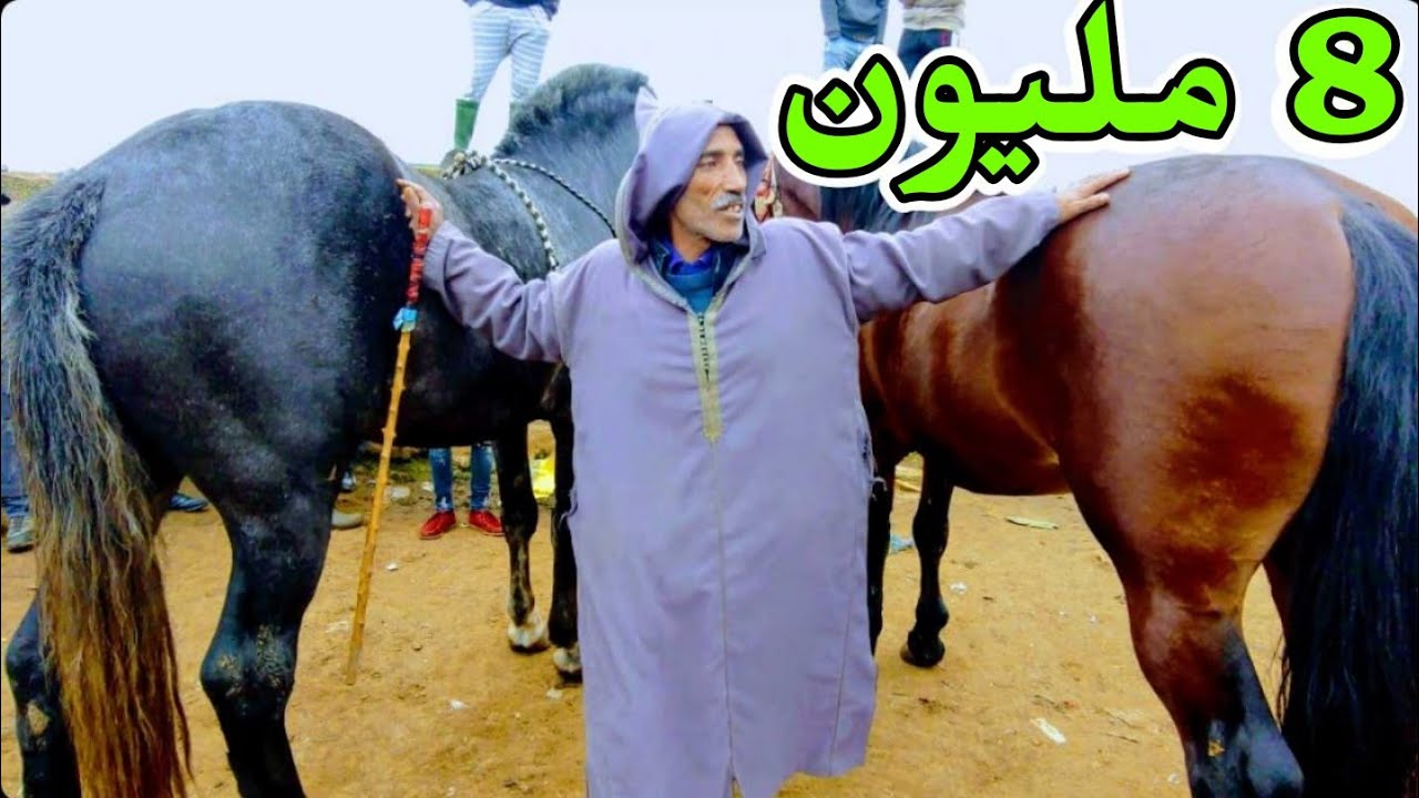 جوج خيولا ب 8 ديال المليون مع ادريس موزن سوق الثلاثاء الخميسات