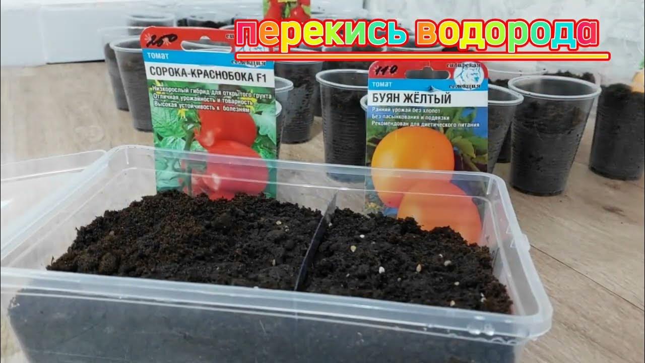 Перекись водорода для рассады томатов как применять. Перекись водорода для рассады томатов как применять