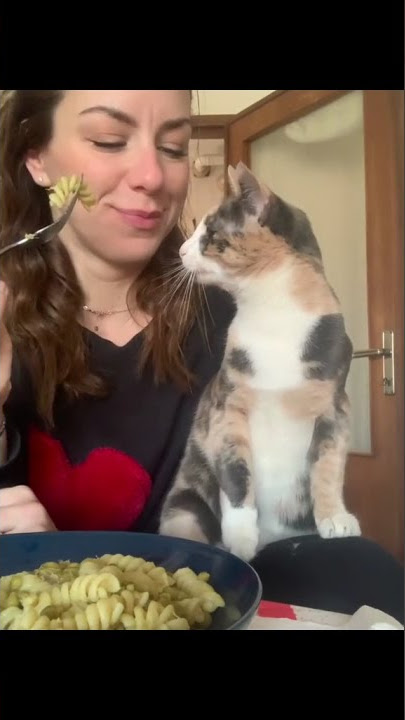 Cat Life tiktok veruuu03