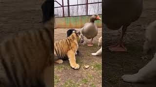 Goose , I Wanna Play With You