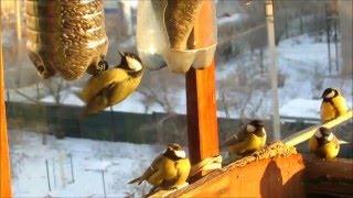 Уроки пользования кормушкой от синиц Уроки пользования кормушкой от синиц