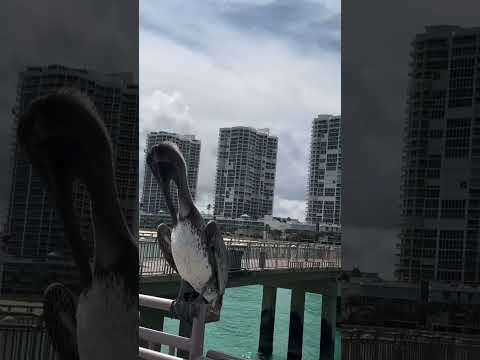 فيديو من مدينة ميامي فلوريدا 14   ميامي مقالب