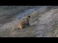 The most delicious grass is always on the road. /  На дороге всегда самая вкусная трава.