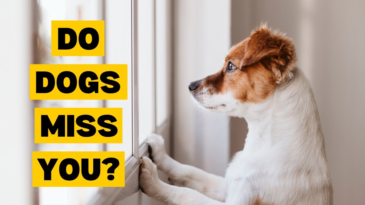 Do Dogs Miss You When You Leave Them At Home YouTube do-dogs-miss-you-when-you-leave-them-at-home-youtube