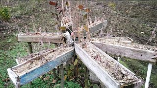 Фундук Барбакан. Результат укоренения веток в корытах (15.11.2022).
