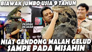 PANJI NEKAT GENDONG BIAWAK SUPER GEDE RASA KOMODO DI KONTES ULAR PALANGKARAYA