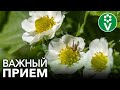 СДЕЛАЙТЕ ЭТО С МОЛОДОЙ КЛУБНИКОЙ, и вы не будете знать куда девать урожай