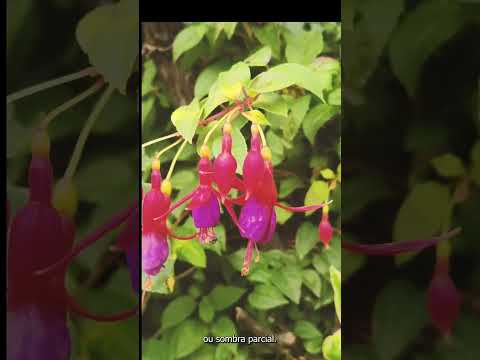 Vídeo: Guia de poda fúcsia: quando e como podar uma planta fúcsia