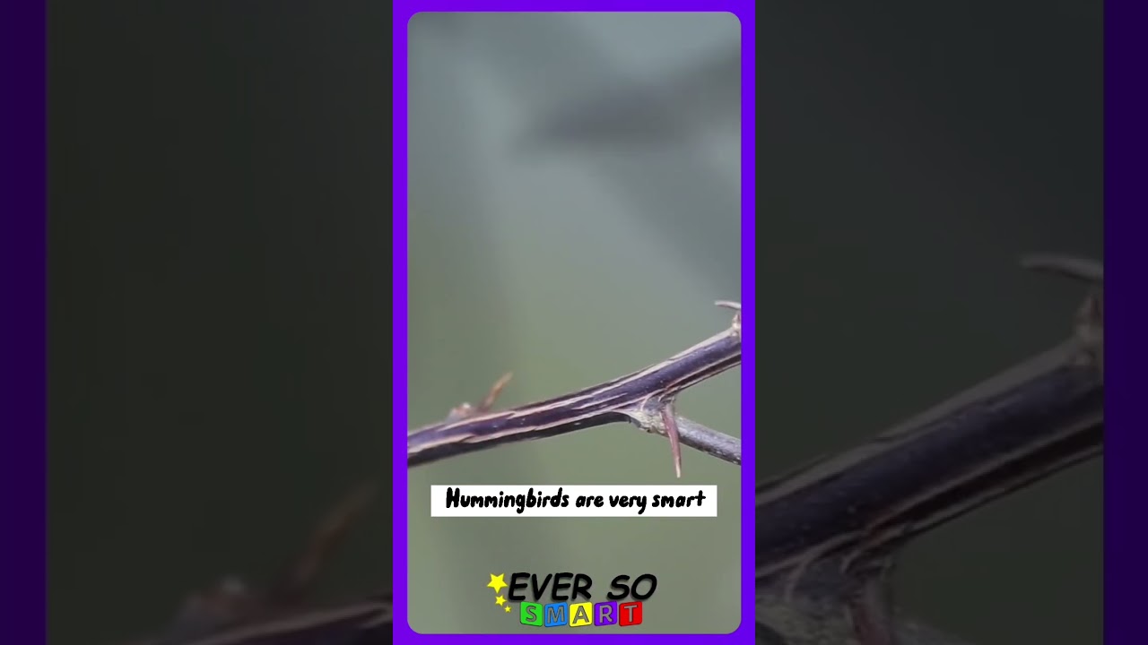 Fun facts about Hummingbirds 