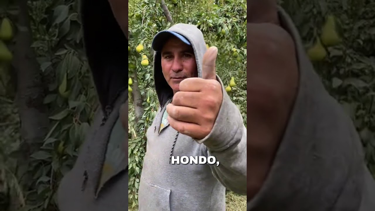 cosecha de pera todo calidad 