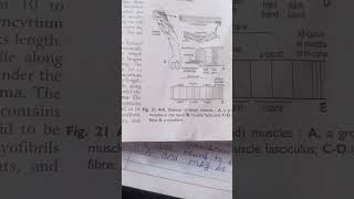 muscular tissue and their types