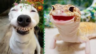 Funny Animals That Will Make Your Day